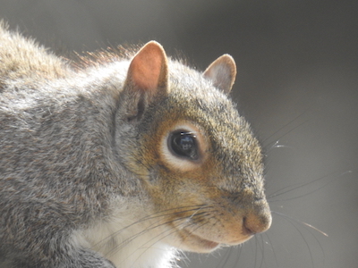 head shot of squirrel